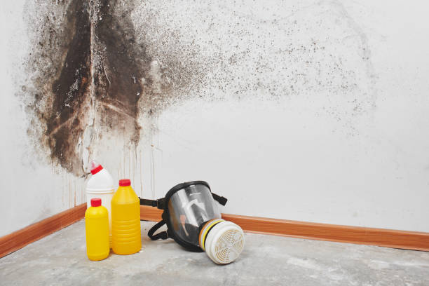 Best Crawl Space Mold Remediation in Maysville, OK