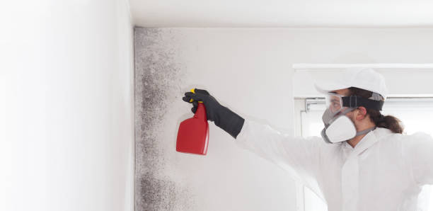 Best Post-Flood Mold Remediation in Maysville, OK