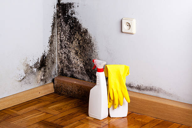 Trusted Maysville, OK Mold Remediation Experts