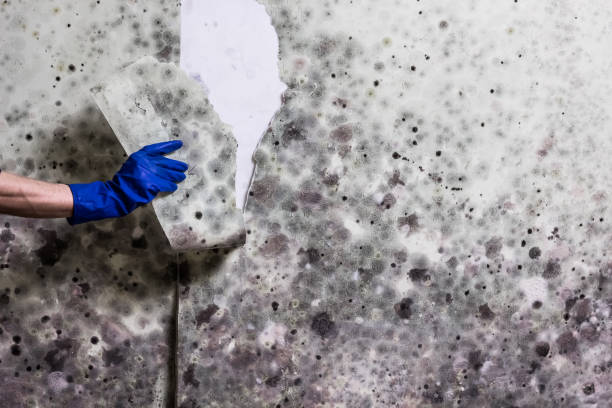 Trusted Maysville, OK Mold Remediation Experts