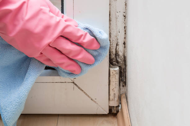 Best Mold Testing and Inspection Services in Maysville, OK
