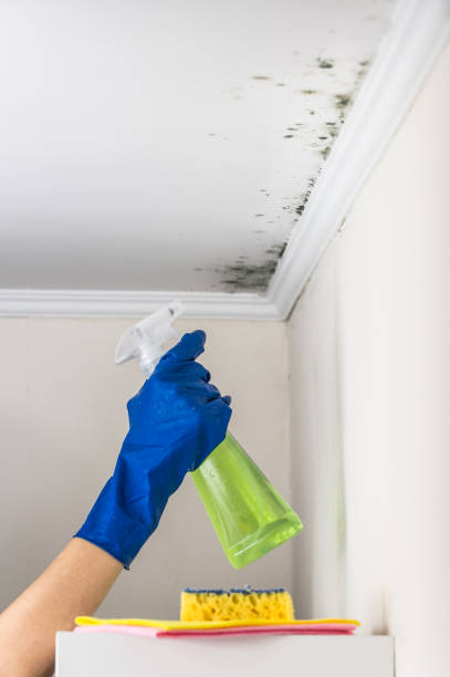 Best White Mold Remediation in Maysville, OK